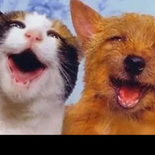 КОТИКИ И ПЁСИКИ