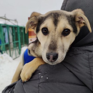 Собаки Кожуховского приюта. Сектор Д, 1 ряд.