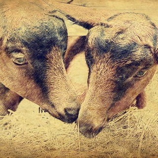 Козья_горка