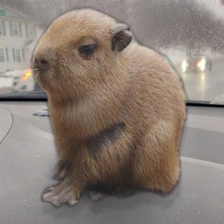 карина кринж. 🥶🥶