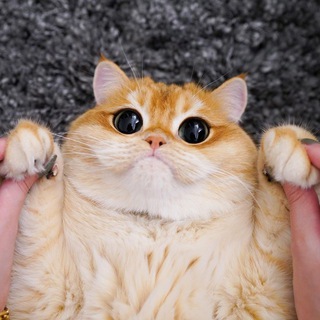 К О С Ь К А 🐱