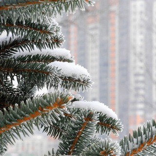 Купчино. Фото