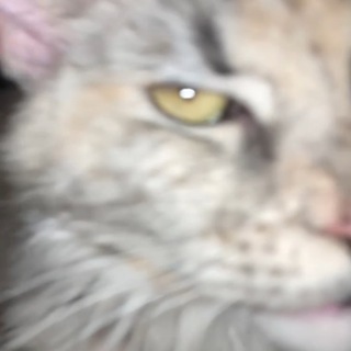 лс янлин, криса и пшика