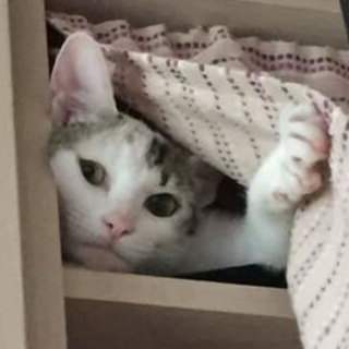 буття котяче