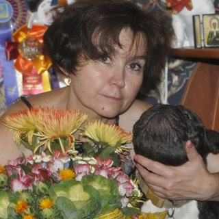 французские бульдоги. Питомник ЖЕМЕФ