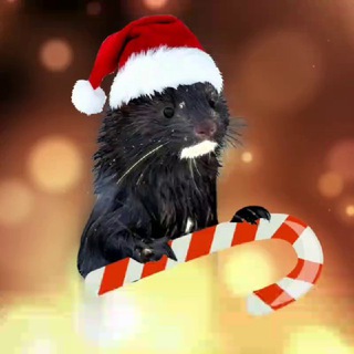 Ласки, хори и прочие куняши