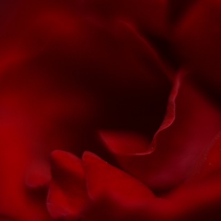 𝖙𝖍𝖊 𝖑𝖆𝖘𝖙 𝖗𝖔𝖘𝖊 𝖕𝖊𝖙𝖆𝖑