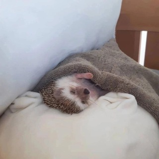 Пруфы Лейзи