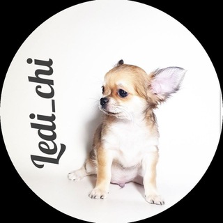 Щенки чихуахуа @Ledi_chi