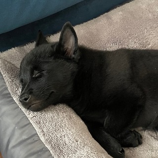 История шипперке Лео