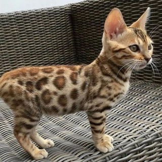 🎈 Животные life