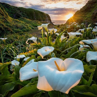 Удивительная жизнь 🌍