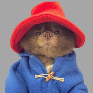 Диплом|работы| курсовая на заказ