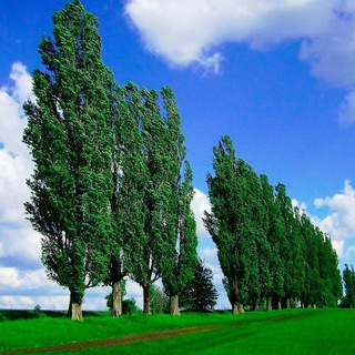 МилыйТополь