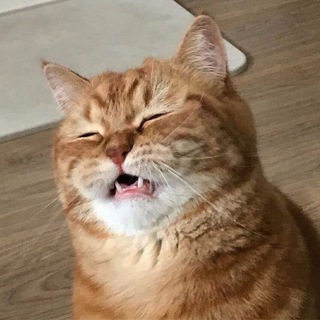 Стример и любимые чатские