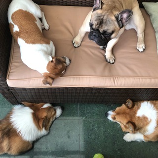 Моё собачье дело.