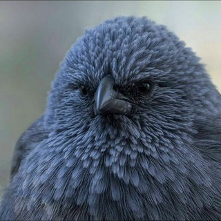 Монолог маленької пташки