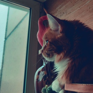 Лосква котам верит!