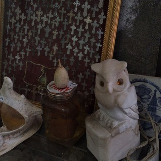 Морра ночная 🦇