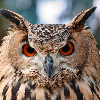 Ликвидатор Есмъ ТВ