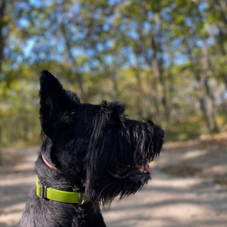 𝐋𝐈𝐍𝐈𝐑𝐀𝐕