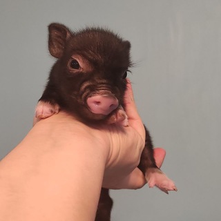 LITTLE PIG🐷🐷🐷 Карликовые свинки