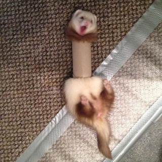 рест||лялялч