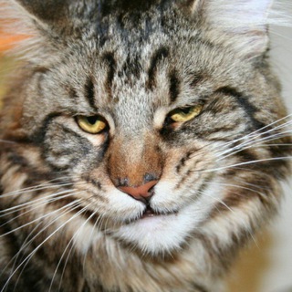 Лохматые проказники