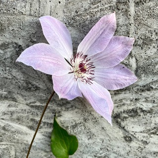 Лосева в сад. И еда