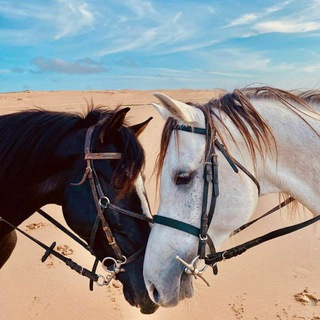 Лошадиный мир🐴❤️