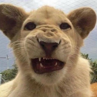 𝙻𝚎𝚠 𝚝𝚓𝚔 🇹🇯