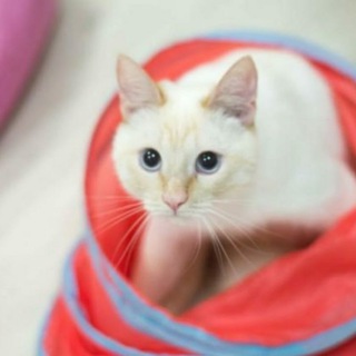 Кото-коммуна 