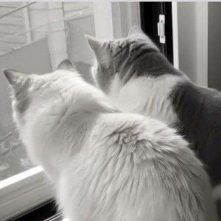 ˚₊‧꒷ 𝘮𝘪𝘹𝘴𝘰𝘶 ꒥꒷‧₊˚