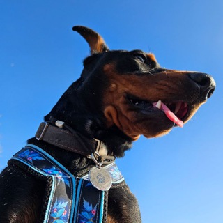 Сливы от Лунтика