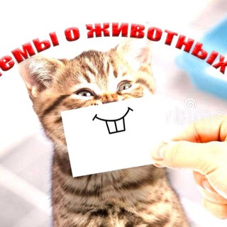 МЕМЫ О ЖИВОТНЫХ/ разговорные пикчи