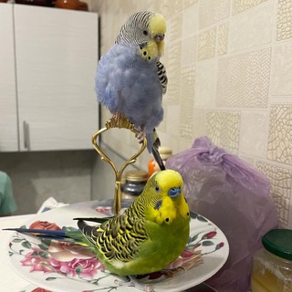 Мажор и Муза🦜