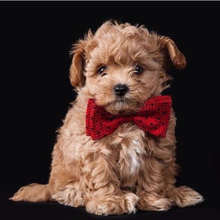 Maltipoo Moscow