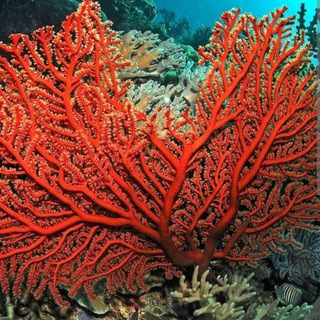 КОРАЛ NEWS PUBGMOBILE