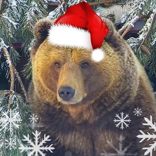 🐻Медведь Мансур