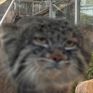 Манулы-Философы