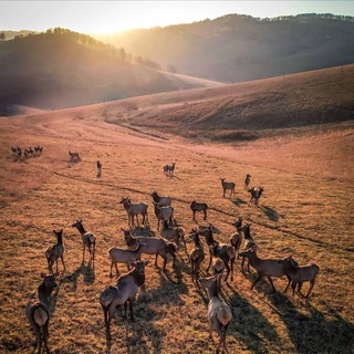 Маральник Никольское