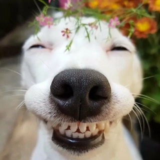 мемасы в массы