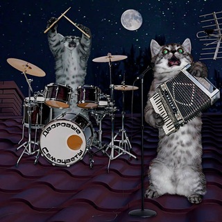 Музыкальный котик