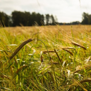 Поле зрения