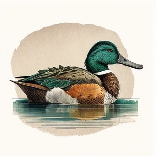Northern_shoveler