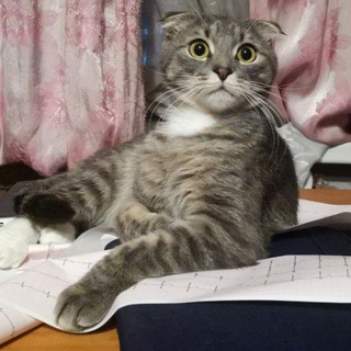 Ecg electrocardiography / ЭКГ электрокардиография