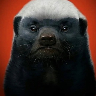 МедоедМедиа