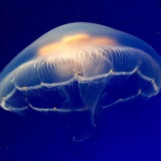 Московская «Медуза»