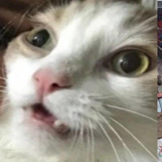 Мемное агенство