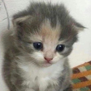 мемы (по)ржать